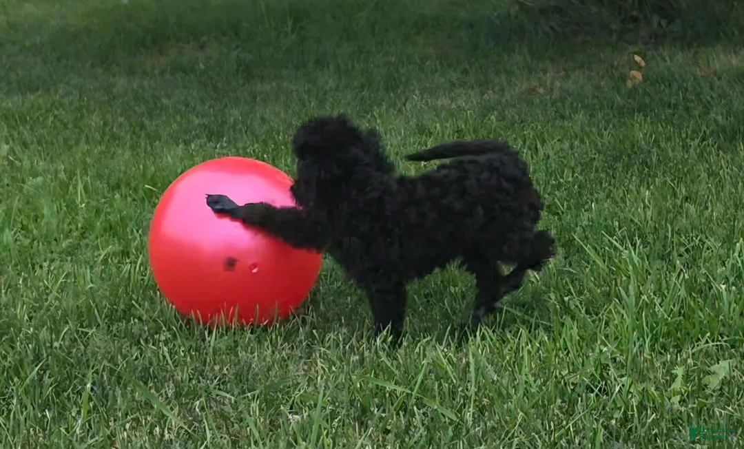 Miniature Poodle dogs for sale: Oak - Ad 2