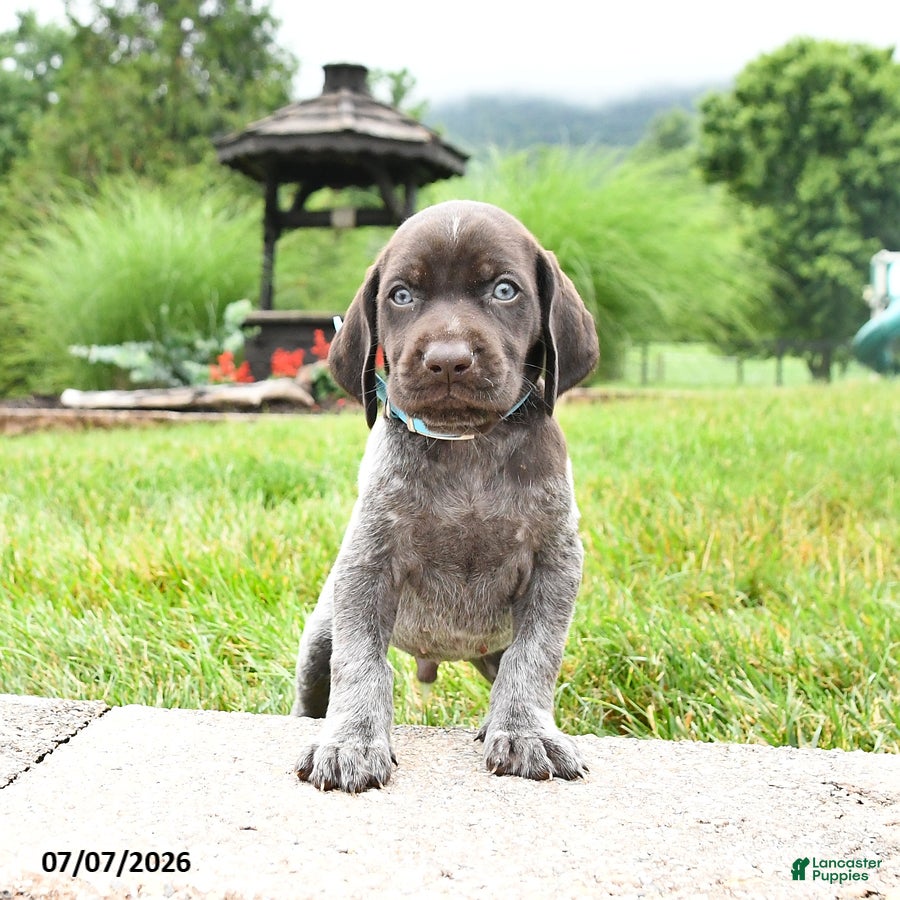 German Shorthaired Pointer dogs Hershey - Ad 2