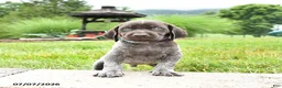 German Shorthaired Pointer dogs for sale: Hershey - Ad 2