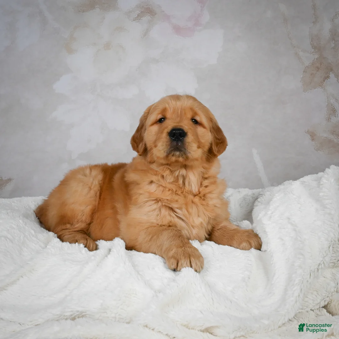 Golden Retriever dogs for sale: Rocky - Ad 10