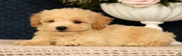 Bichpoo dogs for sale: Jake - Ad 4