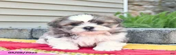 Shih Tzu dogs for sale: Forrest  - Ad 2