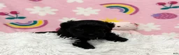 Cavapoo dogs for sale: Sophie - Ad 12