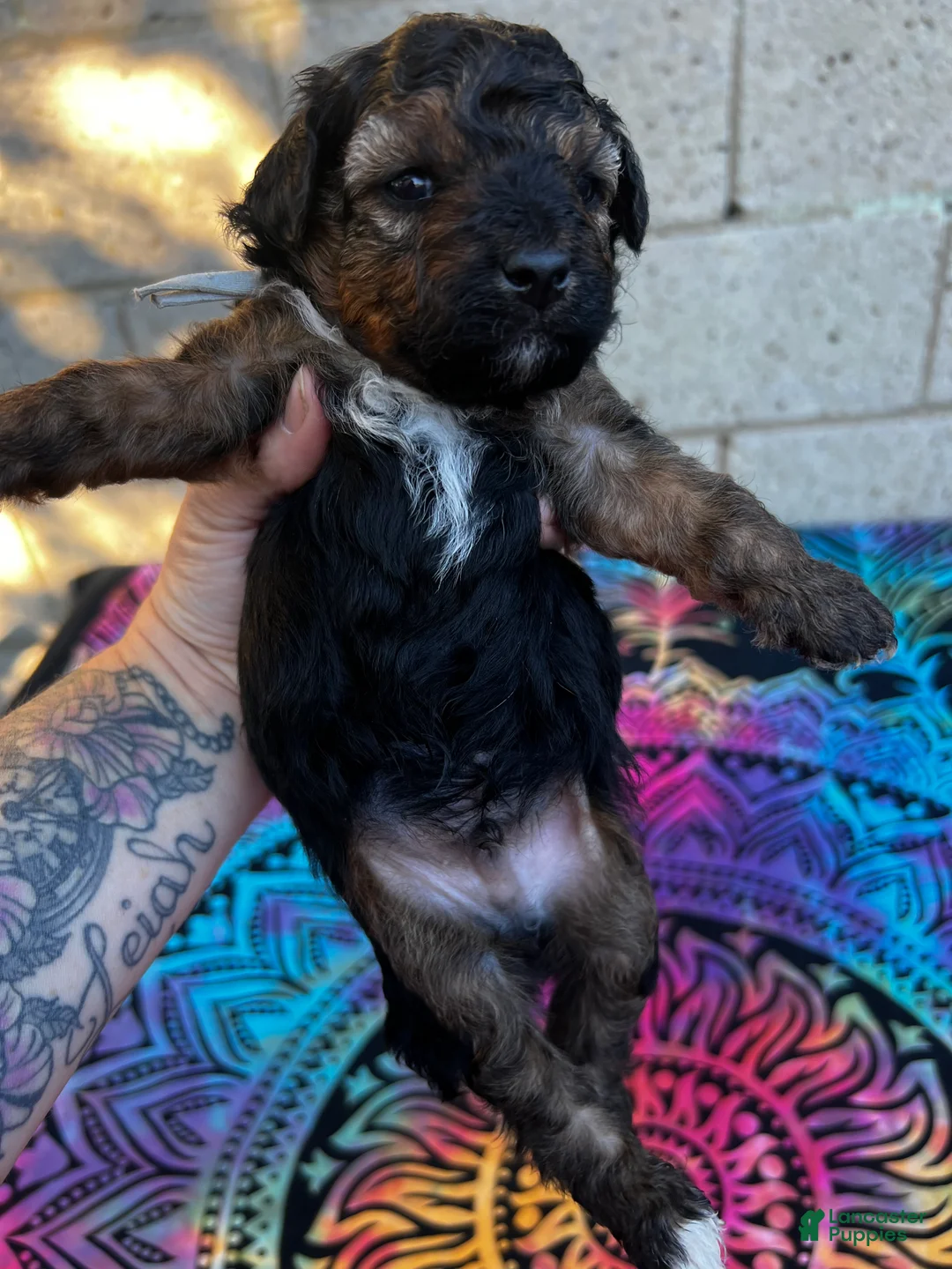 Yorkiepoo dogs for sale: Caesar - Ad 2