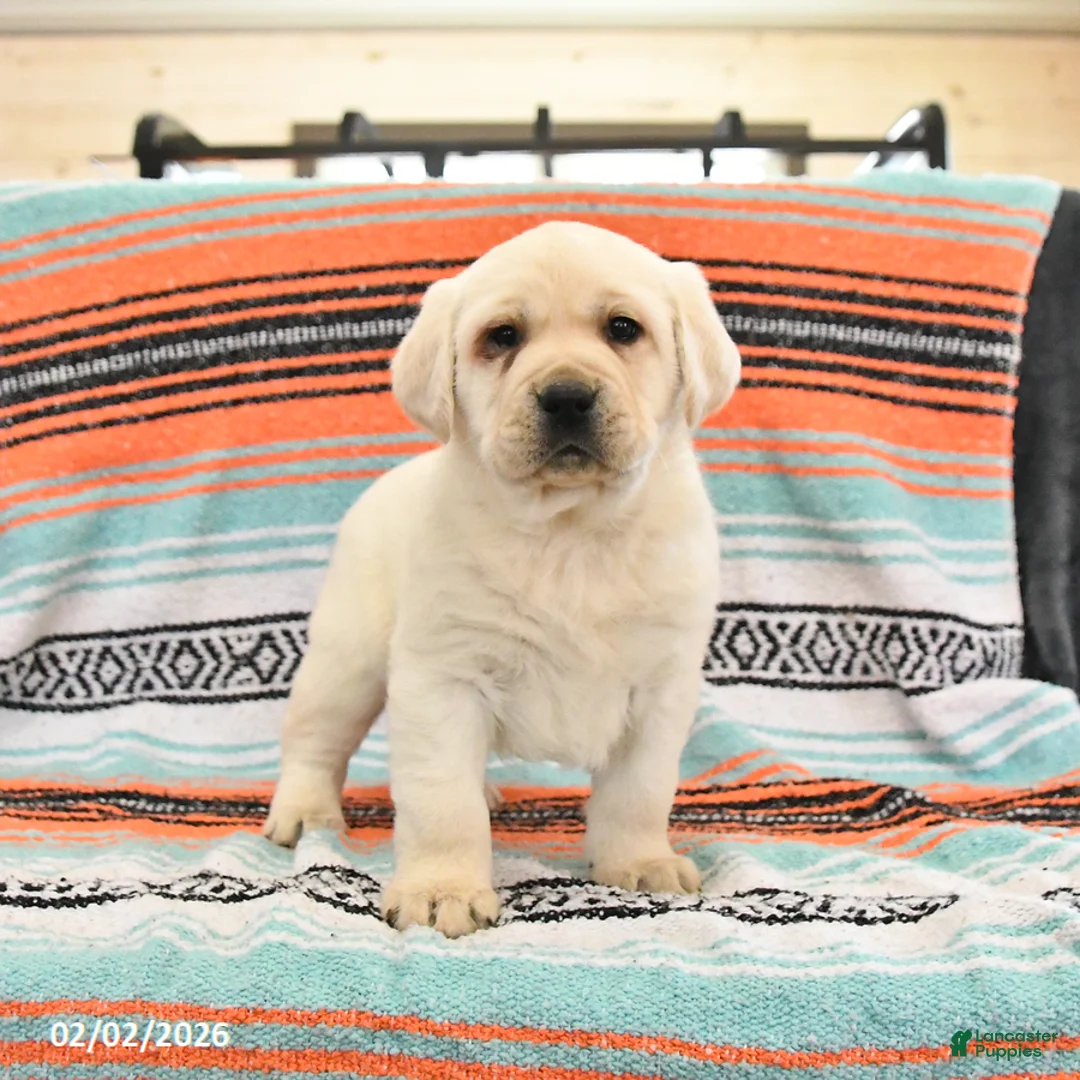 Labrador Retriever dogs for sale: Tonka - Ad 1