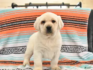 Labrador Retriever dogs Tonka - Ad 6