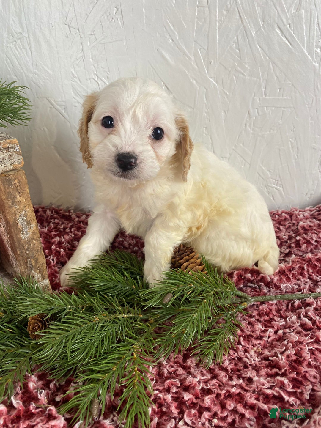 Cockapoo dogs for sale: Chloe - Ad 13