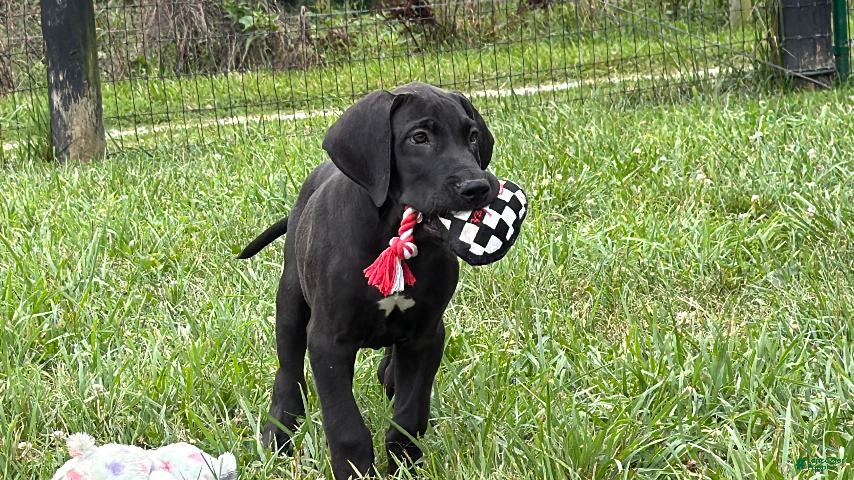 Great Dane dogs Philip Great Dane  - Ad 1