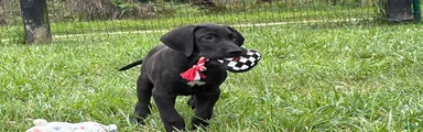Philip Great Dane 