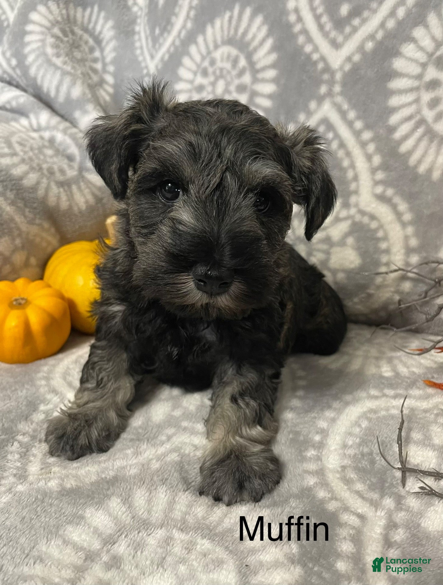 Miniature Schnauzer dogs for sale: Miniature Schnauzer 1 - Ad 1