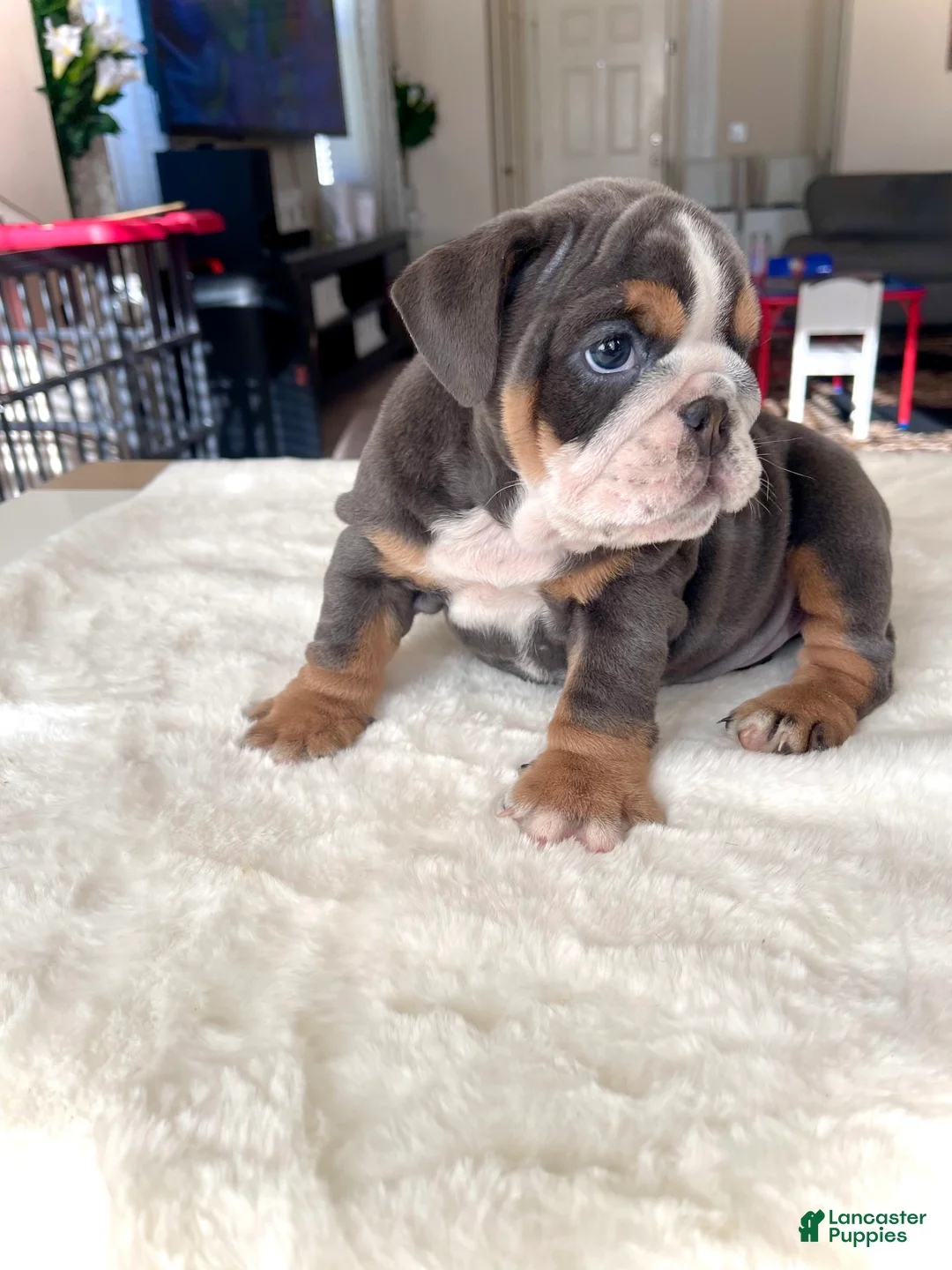 English Bulldog dogs for sale: English Bulldog Puppy 3 - Ad 1