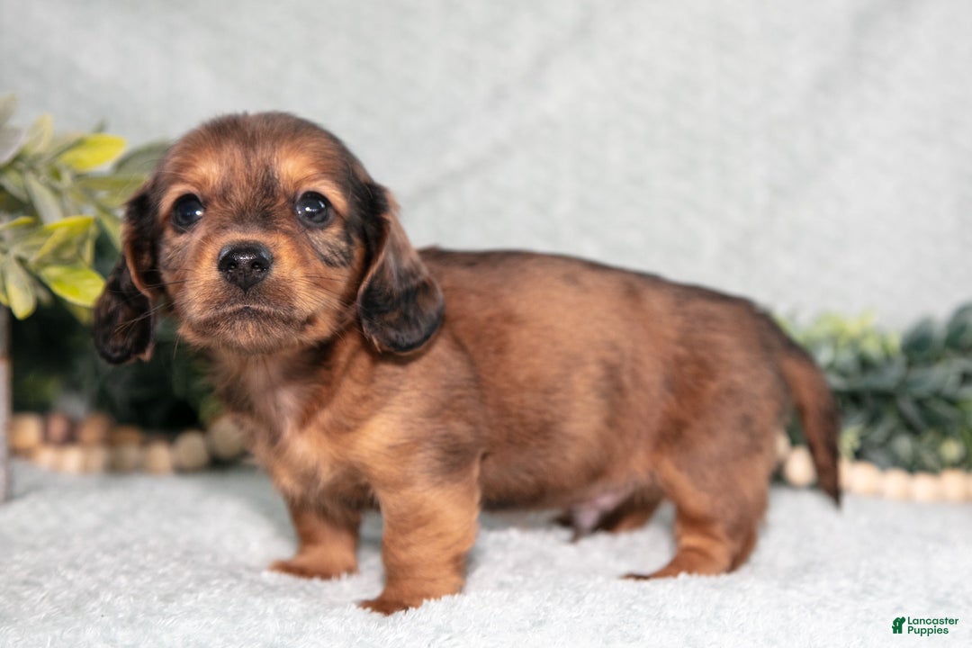 Miniature Dachshund dogs for sale: Kane - Ad 3
