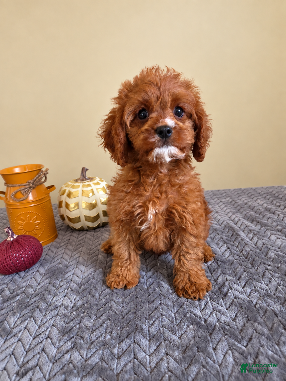 Luke (Cavapoo, Male) in Louisville, KY