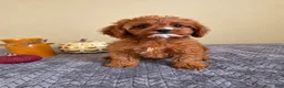 Cavapoo dogs for sale: Luke - Ad 1