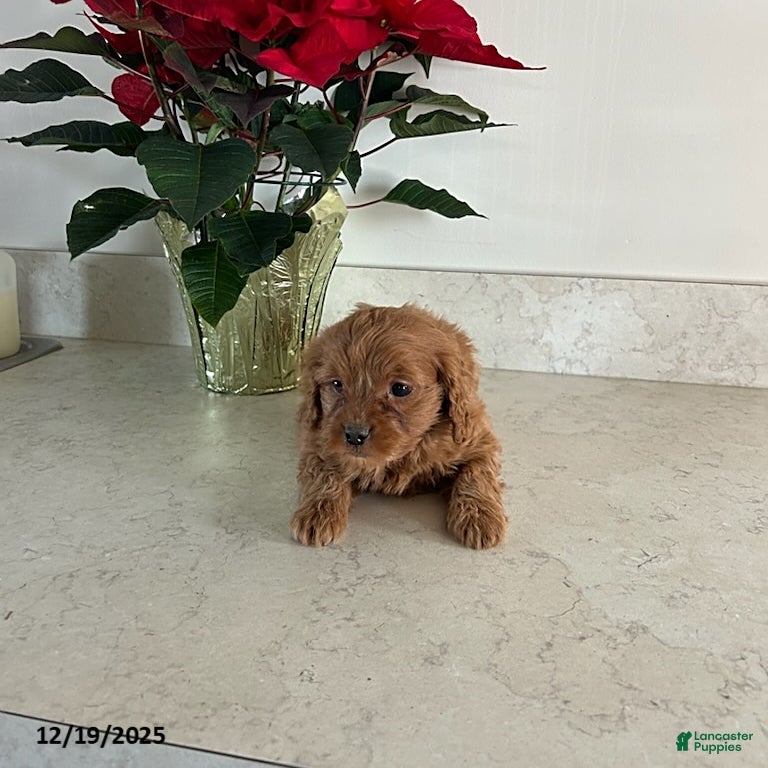 Cavapoo dogs Tinker - Ad 8