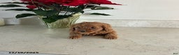 Cavapoo dogs for sale: Tinker - Ad 1