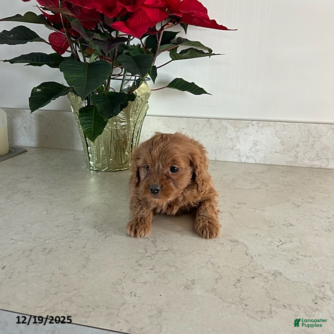Cavapoo dogs for sale: Tinker - Ad 1