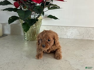 Cavapoo dogs Tinker - Ad 8