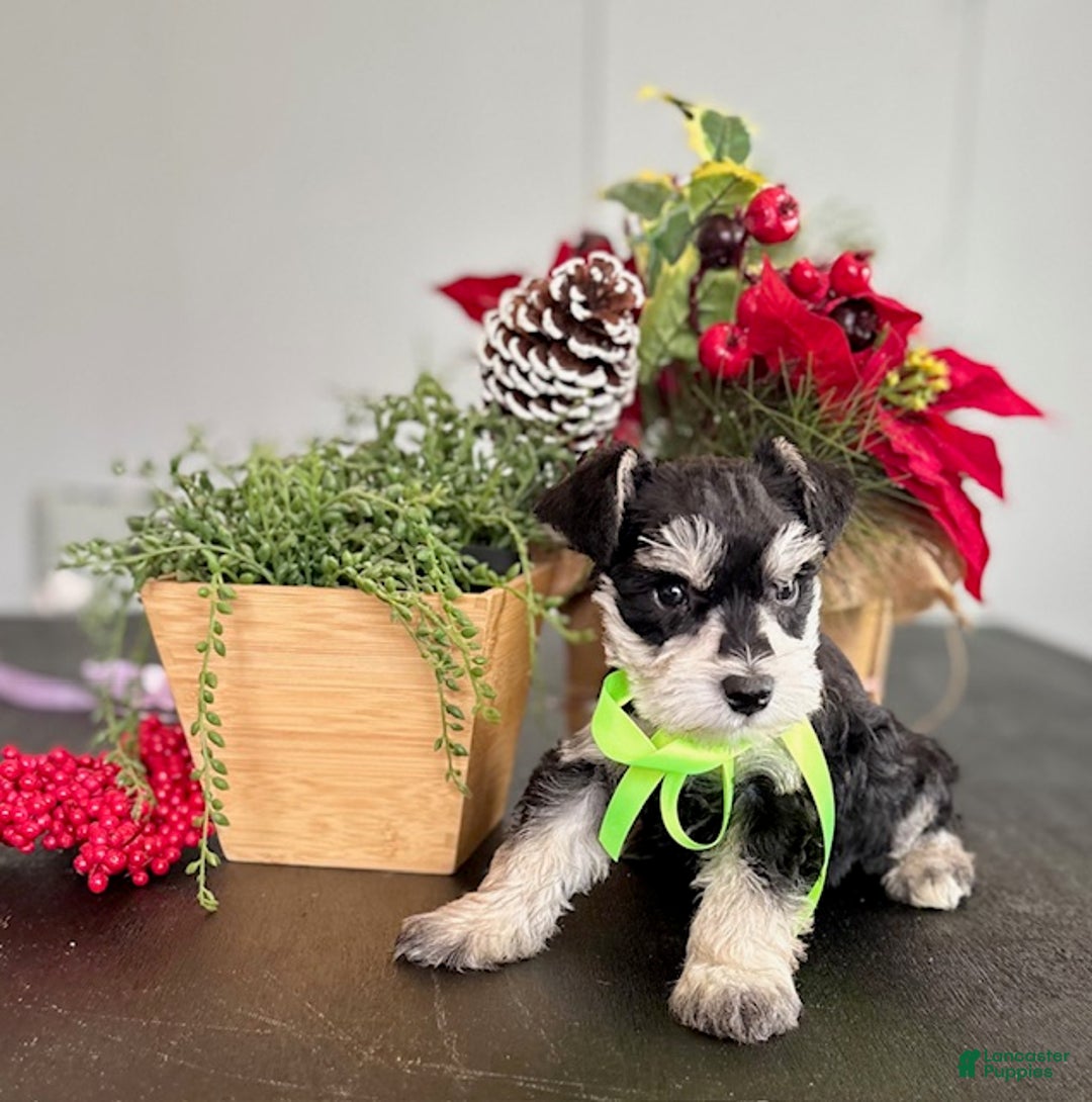 Miniature Schnauzer dogs for sale: Jack - Ad 1