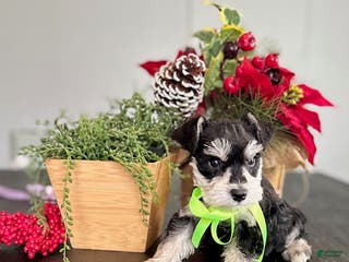 Miniature Schnauzer dogs Jack - Ad 5