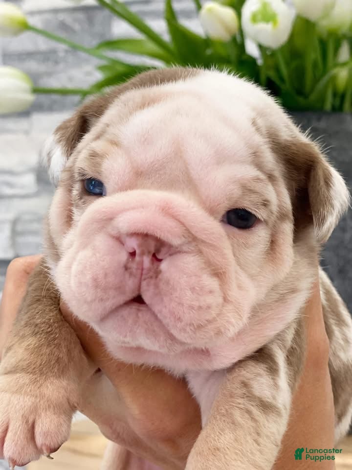 English Bulldog dogs David - Ad 2