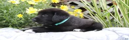 Labrador Retriever dogs for sale: Cooper - Ad 4