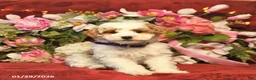Mini Goldendoodle dogs for sale: Rainbow Teasures  - Ad 2