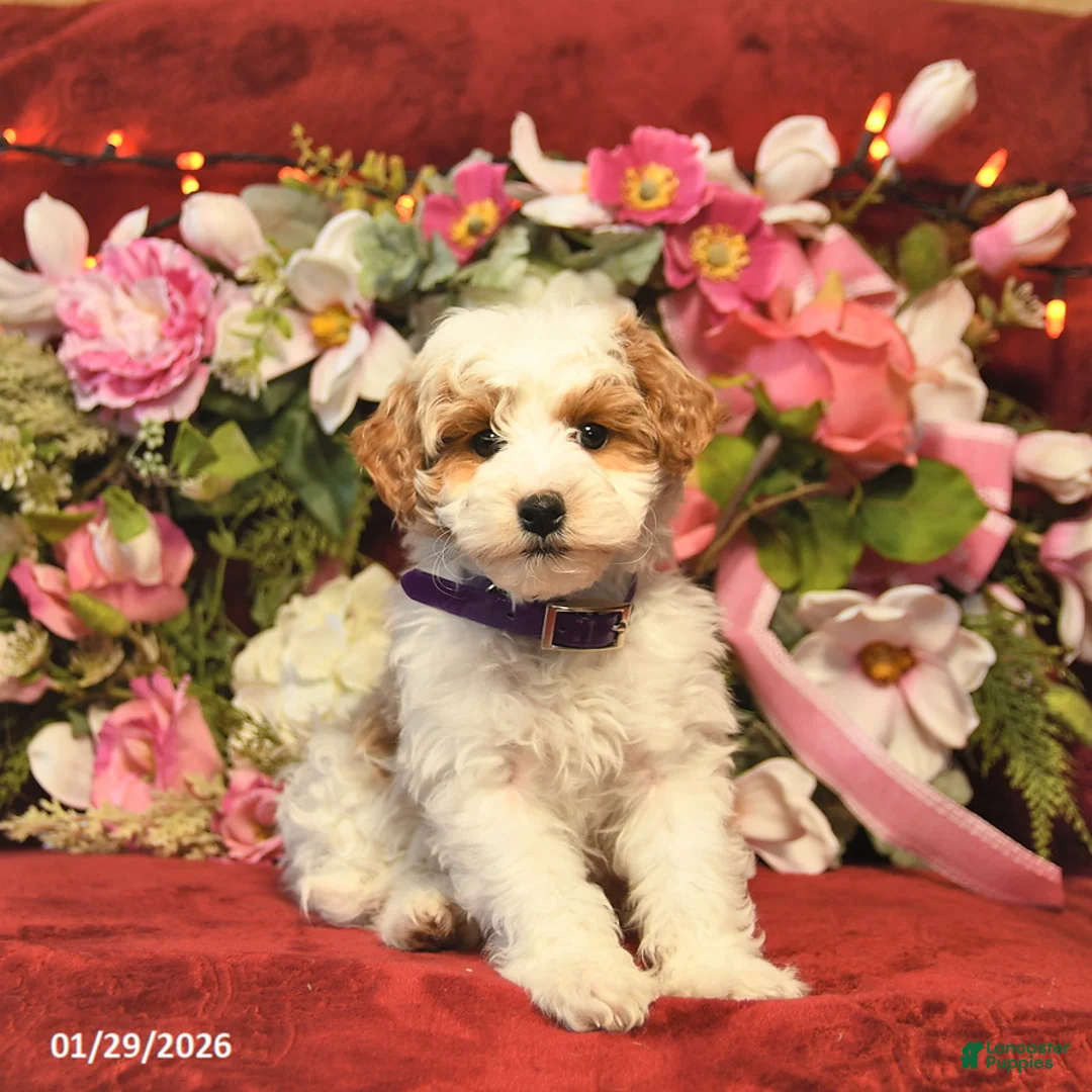 Mini Goldendoodle dogs for sale: Rainbow Teasures  - Ad 2