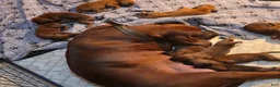 Redbone Coonhound dogs for sale: Redbone Coonhound 9(black) - Ad 18