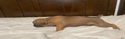 Boxer dogs for sale: Milo - Ad 5