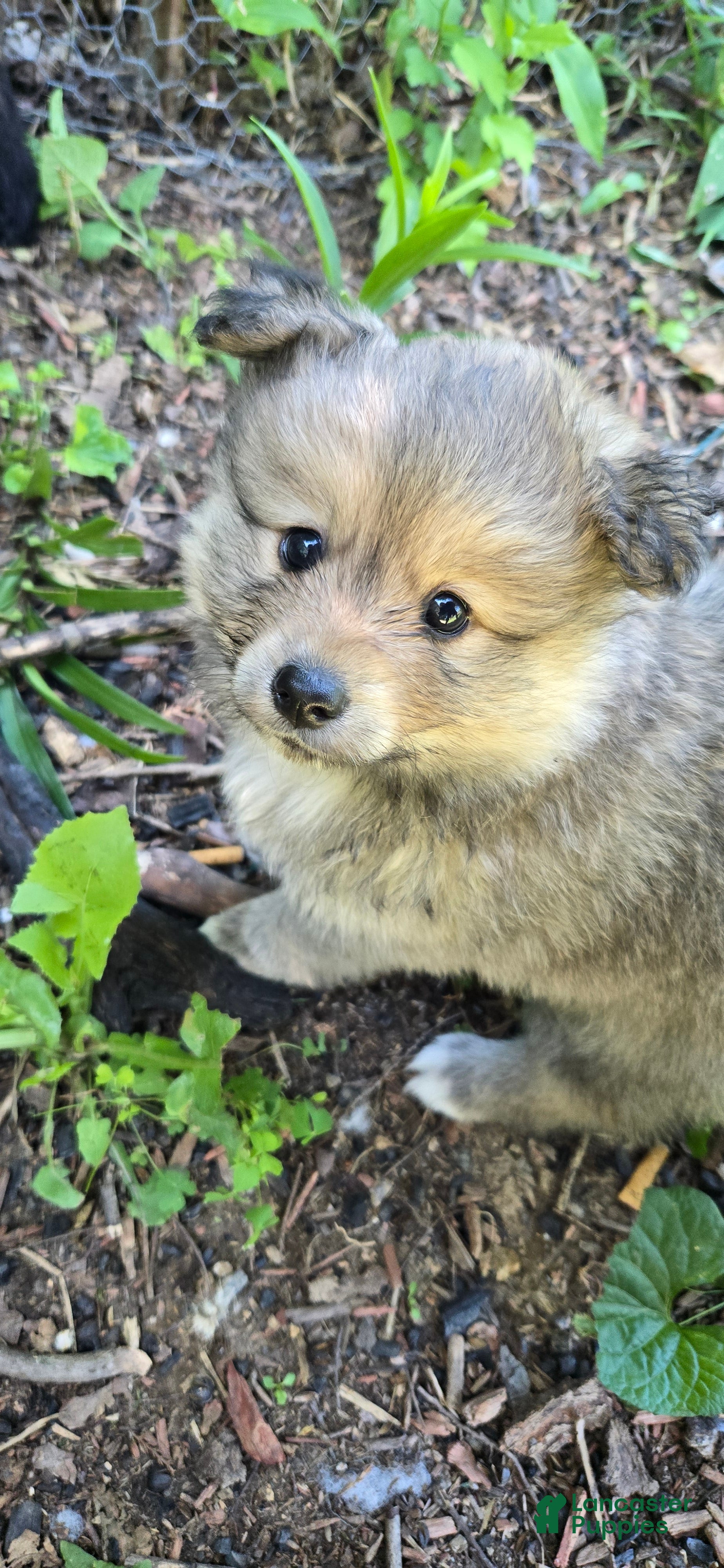 Pomsky dogs Pomsky Puppy 1 - Ad 15