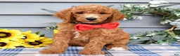 Standard Poodle dogs for sale: Rio - Ad 3