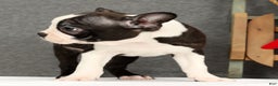 Boston Terrier dogs for sale: Flash - Ad 4
