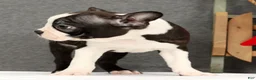 Boston Terrier dogs for sale: Flash - Ad 4
