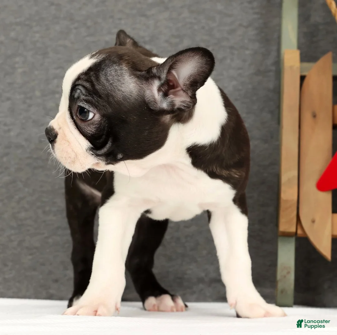 Boston Terrier dogs for sale: Flash - Ad 4