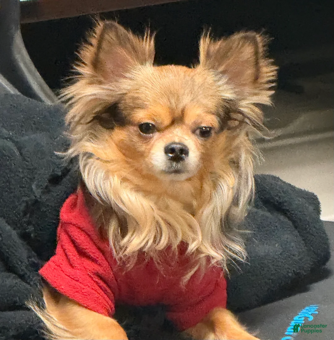 Chihuahua dogs for sale: Bonita (Bonnie) - Ad 2