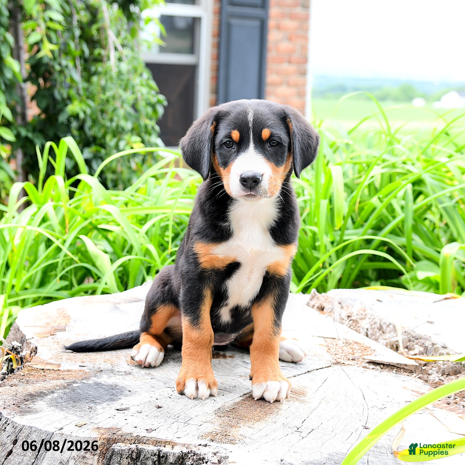 Greater Swiss Mountain Dog dogs Heidi - Ad 2