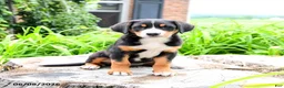 Greater Swiss Mountain Dog dogs for sale: Heidi - Ad 2