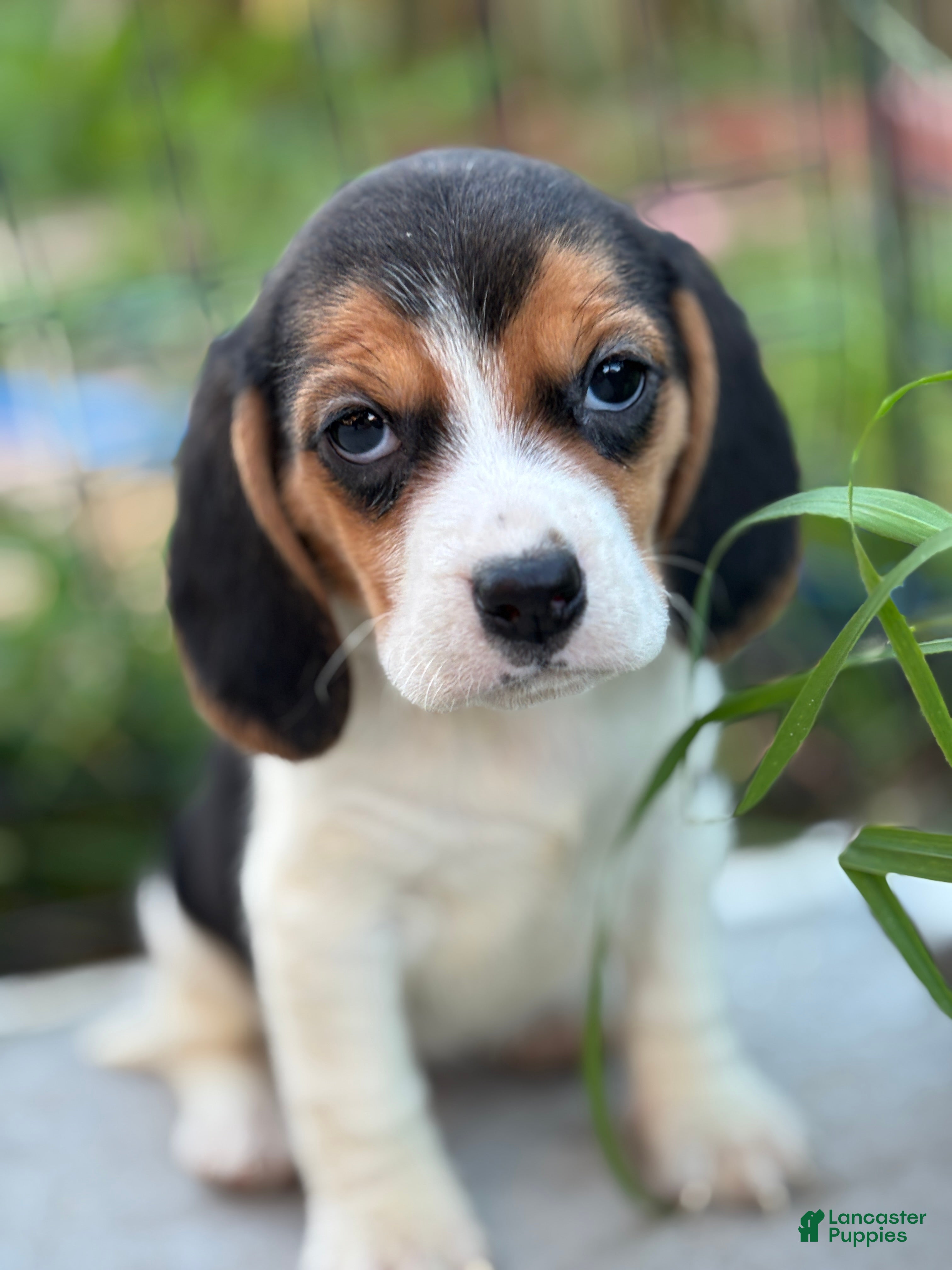 Beagle dogs Emily - Ad 23