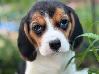 Beagle dogs Emily - Ad 2