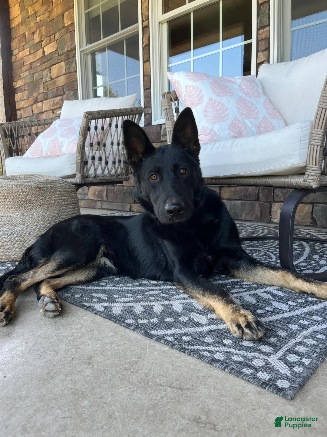 German Shepherd dogs for sale: Kona - Ad 6