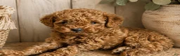 Toy Poodle dogs for sale: Toy Poodle 1 - Ad 2