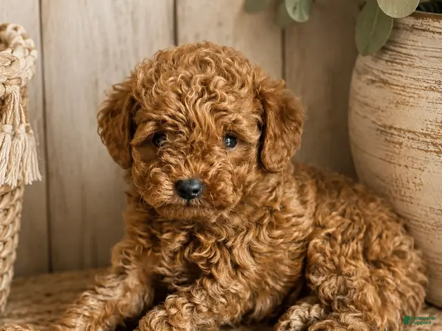 Toy Poodle dogs for sale: Toy Poodle 1 - Ad 2