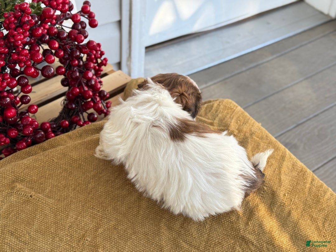 Shih Tzu dogs for sale: Pansy - Ad 5