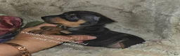 Miniature Pinscher dogs for sale: Mona black and rust  - Ad 4