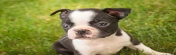 Boston Terrier dogs for sale: Blossom Boston Terrier  - Ad 8
