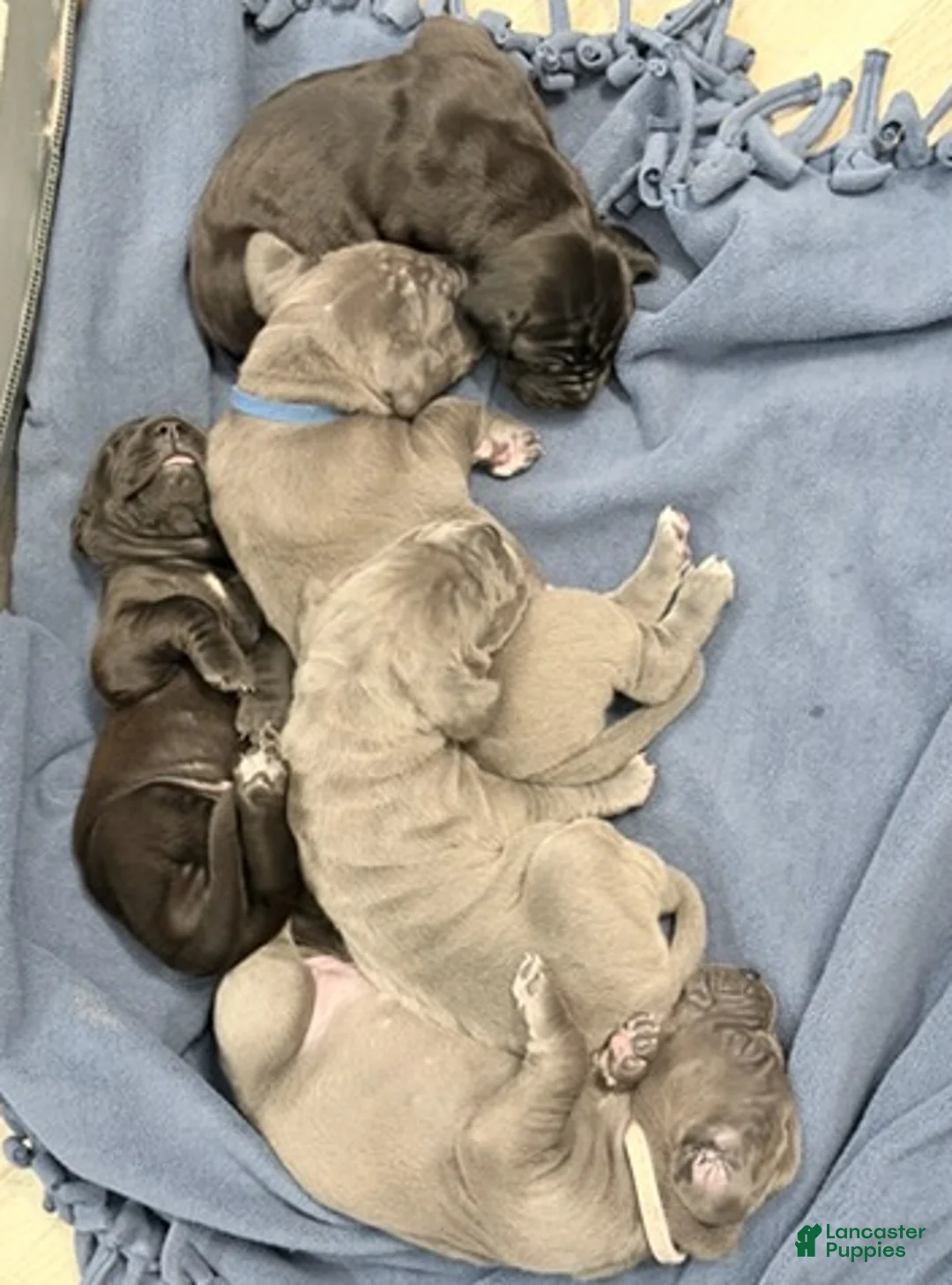 Great Dane dogs for sale: Yellow Great Dane Girl 2 - Ad 6