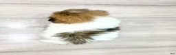 Havanese dogs for sale: Ellie - Ad 4