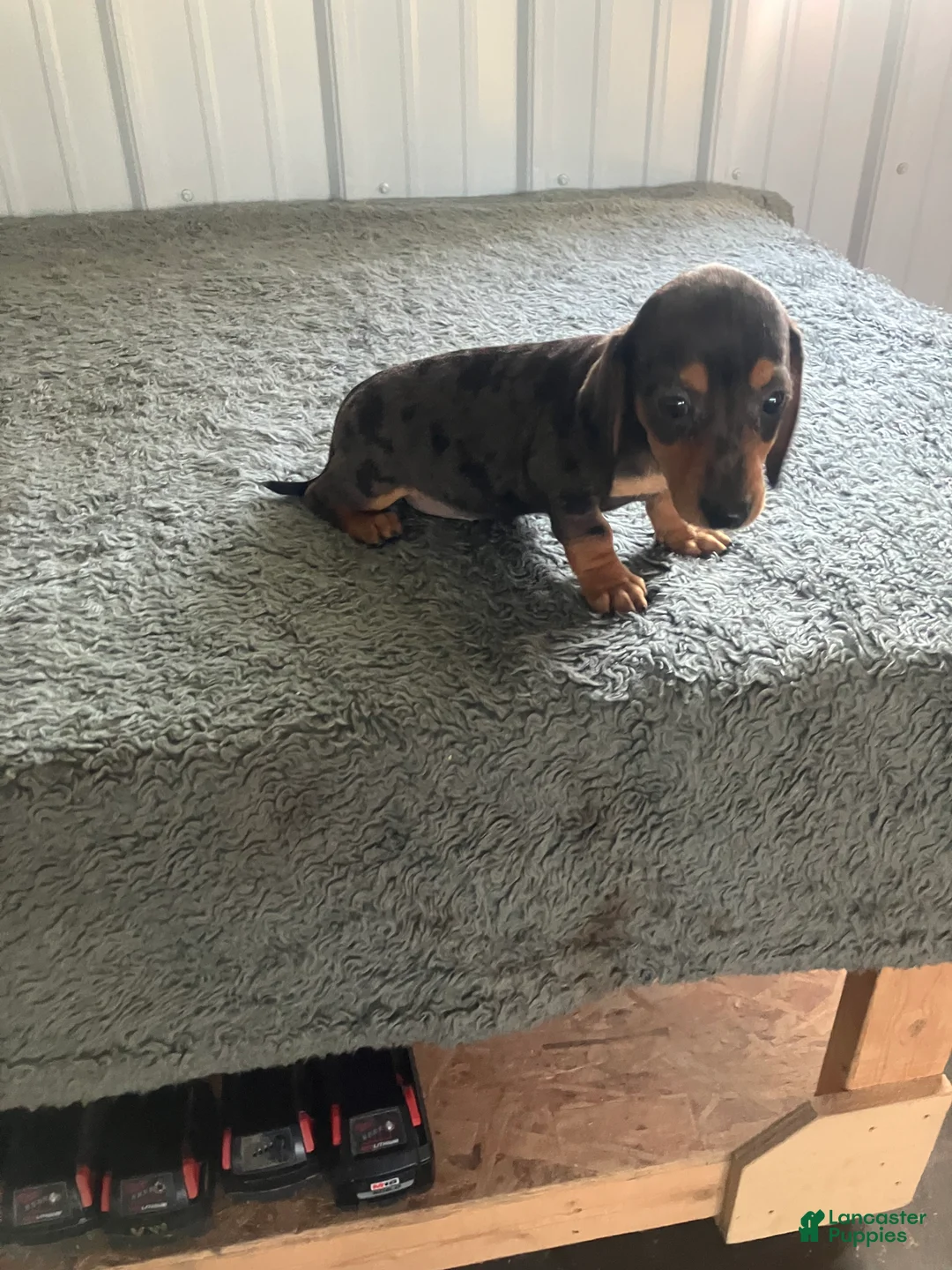 Miniature Dachshund dogs for sale: Akc Kathy - Ad 2