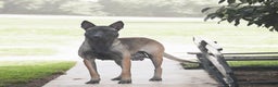 Belgian Malinois dogs for sale: Russell - Ad 4